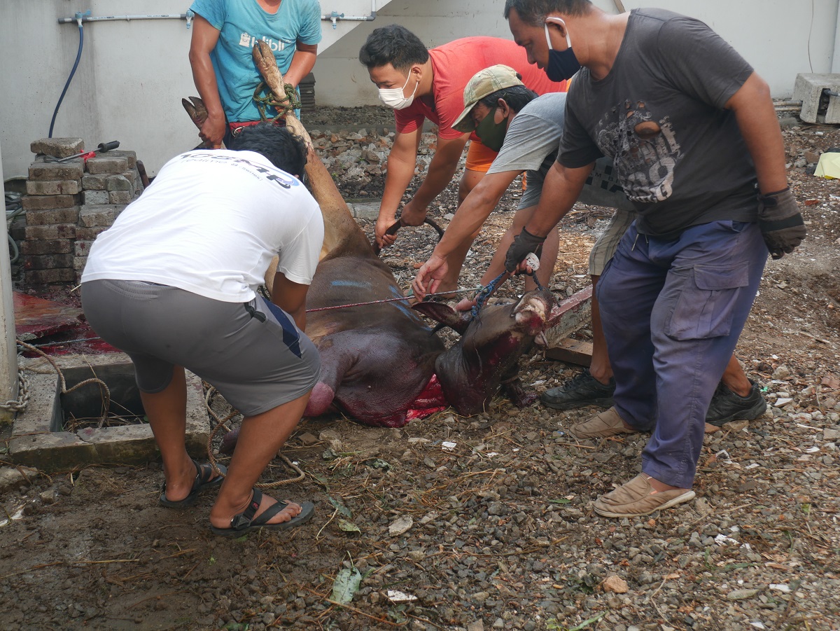 Idul Qurban